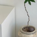 사파동103 이미지