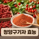 더좋은생활청양 | 청양구기자 효능과 먹는법 분말 후기까지 한눈에