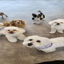 즐거운애견미용실 이미지