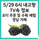 신촌농장 | 5/29 6시내고향 소개된 거제신촌농원 오디 주문 및 체험 완전정리