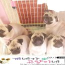 개네엄마 이미지