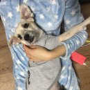 비단바라기 이미지
