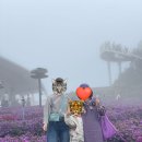 아스터 | 거창 감악산 아스터 국화축제 솔직후기｜안개 많았던 날, 그래도 꽃밭은 예쁨