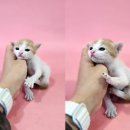 영일종합상사