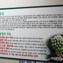 다은황칠오리 이미지
