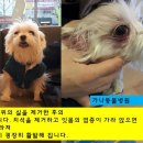 가나 동물병원 이미지