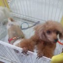 똥깡아지애견샵 이미지