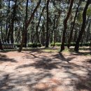 솔향기약국 이미지