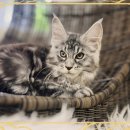 스타일독앤캣 강아지고양이 부천본점 | 광명고양이분양 받은 썰 푼다