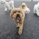 가치있개 반려견 유치원 이미지