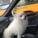 에버그린펫클리닉 네이버블로그