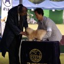 황제애견 이미지