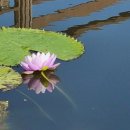 일림수목원 이미지