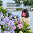 (주)동운조선해양 | 거제 수국 명소 | 지세포 조선해양문화관 수국 실시간 개화 현황, 포토존 위치
