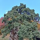 순천-43호 이미지