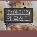 강아지가정부 네이버블로그
