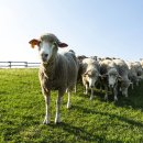 청명목장 이미지