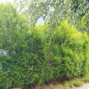 사파동374 이미지