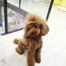 The 쇼독 이미지