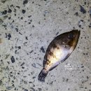 야자수펜션 스파오션뷰 이미지