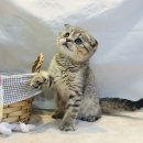 요미캣 고양이분양 일산점 이미지