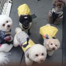 개랑놀아주는남자 이미지