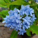 제주작은별 이미지