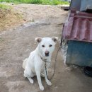 백마 농장2 이미지