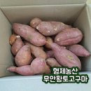 형제농산 무안황토 꿀고구마, 못난이 고구마 구매 후기