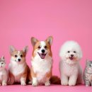 24시 송도힐 동물메디컬센터 이미지