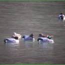 복이오리 이미지