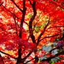 여주-1085 | 가을 단풍 여행지 3선 / 서울 근교 숲속 힐링 여행지!