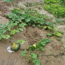 광성부동산공인중개사사무소 이미지