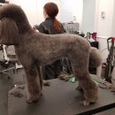 그루밍 캐나다 이미지