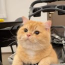 멍때리는 고양이 이미지