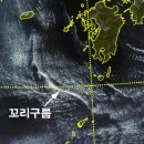 꼬리연구소 이미지