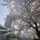 성북-돈암-2014 | 성신여대 가성비 맛집샤브옥에서 성북천 벚꽃 데이트 추천