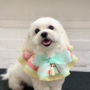 멍이랑몽이 미용 이미지