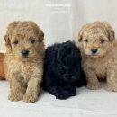 토이 켄넬 이미지