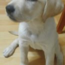 대전24시 센트럴동물병원 이미지