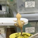 분양통 - 28985 | 창원 크레스티드게코 도마뱀 분양 후기 친절게코샵