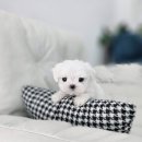 퍼피메이트 안심분양센터 동탄 강아지분양 이미지