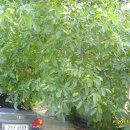 덕골농장 이미지