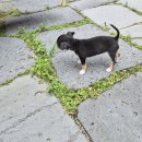 개린이세상 | 마곡 데이트코스? 아니고 강아지 산책코스! 짱아와 서울식물원 겨울 나들이