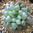 희귀 - 하월시아(haworthia) 속 다육식물을 보여드려요~ 2탄 이미지