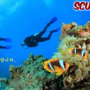 스쿠버라이프