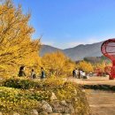 구례산수유