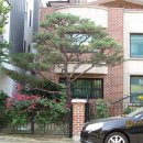 호수와 소나무 이미지