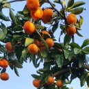 윤정 농장 이미지