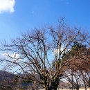 의령 충익사 모과나무 이미지